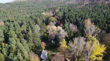 Avrupa 'da güzel renkli yoğun orman