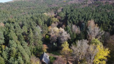 Avrupa 'da güzel renkli yoğun orman