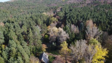 Avrupa 'da güzel renkli yoğun orman