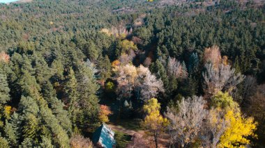 Avrupa 'da güzel renkli yoğun orman