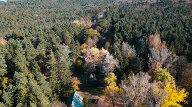 Avrupa 'da güzel renkli yoğun orman