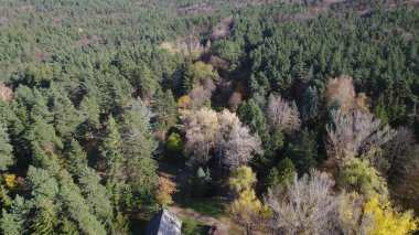 Avrupa 'da güzel renkli yoğun orman