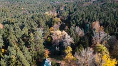Avrupa 'da güzel renkli yoğun orman