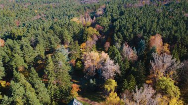Avrupa 'da güzel renkli yoğun orman