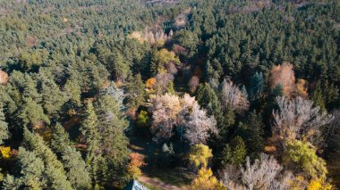 Avrupa 'da güzel renkli yoğun orman