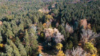 Avrupa 'da güzel renkli yoğun orman