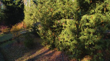 Avrupa 'da güzel renkli yoğun orman