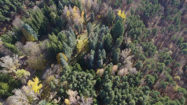 Belle Forêt Dense Colorée Europe — Photo