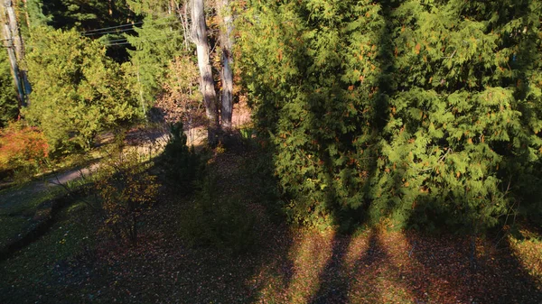 Hermoso Bosque Denso Colorido Europa — Foto de Stock