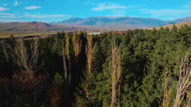 Avrupa 'da güzel renkli yoğun orman