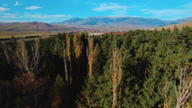 Avrupa 'da güzel renkli yoğun orman