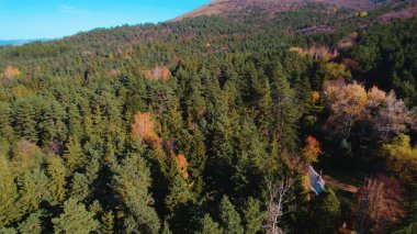 Avrupa 'da güzel renkli yoğun orman