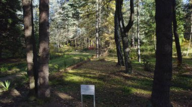 Avrupa 'da güzel renkli yoğun orman