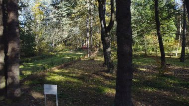 Avrupa 'da güzel renkli yoğun orman