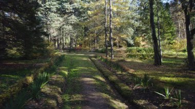 Avrupa 'da güzel renkli yoğun orman