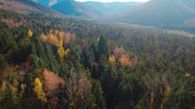 Avrupa 'da güzel renkli yoğun orman