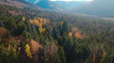 Avrupa 'da güzel renkli yoğun orman