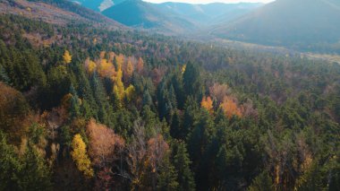 Avrupa 'da güzel renkli yoğun orman
