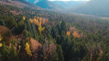 Avrupa 'da güzel renkli yoğun orman