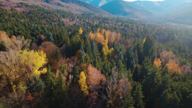 Avrupa 'da güzel renkli yoğun orman