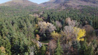 Avrupa 'da güzel renkli yoğun orman