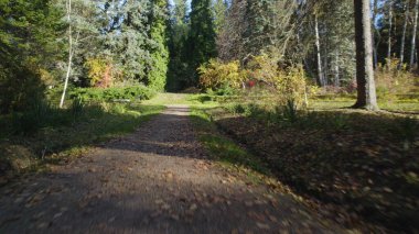 Avrupa 'da güzel renkli yoğun orman