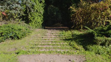 Avrupa 'da güzel renkli yoğun orman