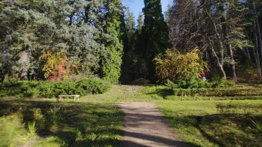 Avrupa 'da güzel renkli yoğun orman