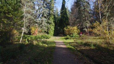 Avrupa 'da güzel renkli yoğun orman