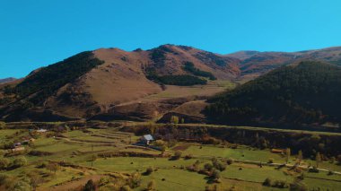 Avrupa 'da güzel renkli yoğun orman