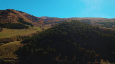 Avrupa 'da güzel renkli yoğun orman