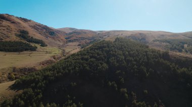 Avrupa 'da güzel renkli yoğun orman