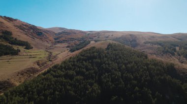 Avrupa 'da güzel renkli yoğun orman