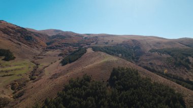 Avrupa 'da güzel renkli yoğun orman