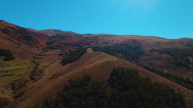 Avrupa 'da güzel renkli yoğun orman