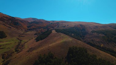 Avrupa 'da güzel renkli yoğun orman