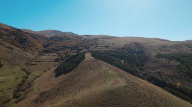Avrupa 'da güzel renkli yoğun orman