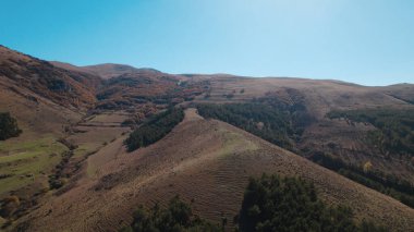 Avrupa 'da güzel renkli yoğun orman