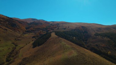 Avrupa 'da güzel renkli yoğun orman