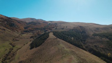 Avrupa 'da güzel renkli yoğun orman