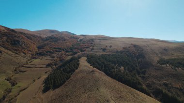 Avrupa 'da güzel renkli yoğun orman