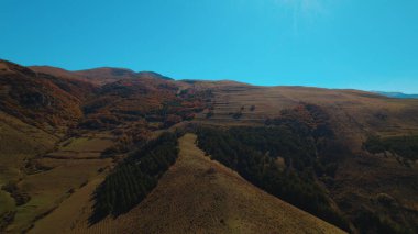 Avrupa 'da güzel renkli yoğun orman