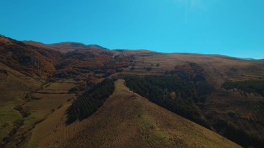 Avrupa 'da güzel renkli yoğun orman