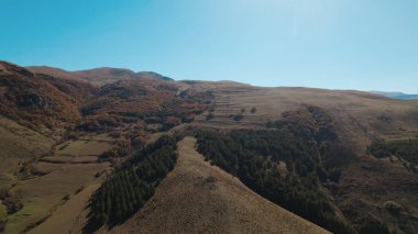 Avrupa 'da güzel renkli yoğun orman
