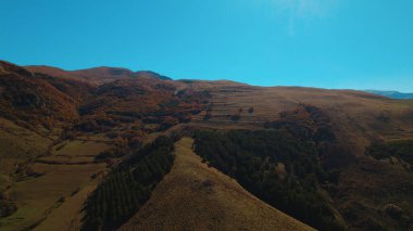 Avrupa 'da güzel renkli yoğun orman