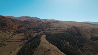 Avrupa 'da güzel renkli yoğun orman