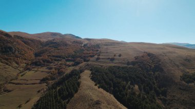 Avrupa 'da güzel renkli yoğun orman