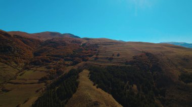 Avrupa 'da güzel renkli yoğun orman