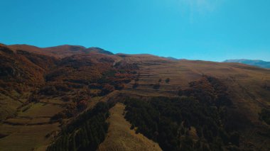 Avrupa 'da güzel renkli yoğun orman