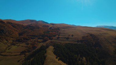 Avrupa 'da güzel renkli yoğun orman